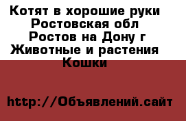 Котят в хорошие руки - Ростовская обл., Ростов-на-Дону г. Животные и растения » Кошки   